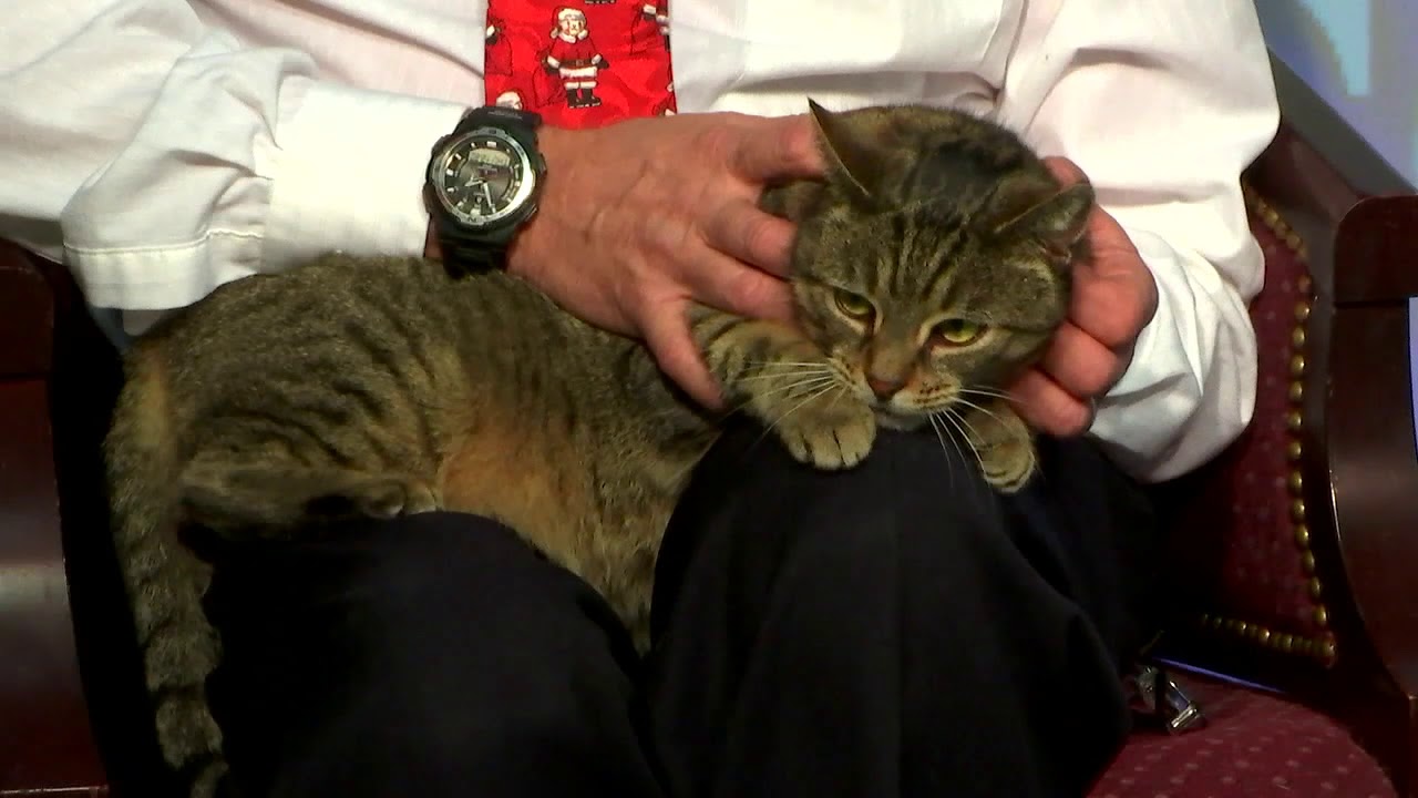 video phone beyonce mp3 Pet Connection Liberty 12-24-18