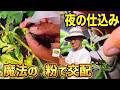 【魔法の粉】で種無しスイカ!夜の仕込みで成功率が変わる【交配】