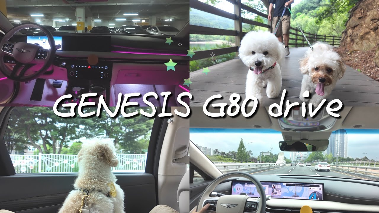 제네시스 G80 주행 드라이브 ㅣ이전차 비교(BMW5) l 마장호수출렁다리 강아지 산책