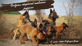 Ginger Jump, litter B, 2 / Belgian shepherd malinois puppies