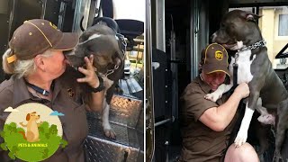 UPS Driver Adopts Pit Bull On Her Route After His Owner Passes Away by Top Animals Story 815 views 3 years ago 3 minutes, 5 seconds