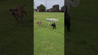 Colin Goes To The Dog Park #maremma #sheepdog #dog #doglover #doglife #dogsitter #puppy #dogsplaying