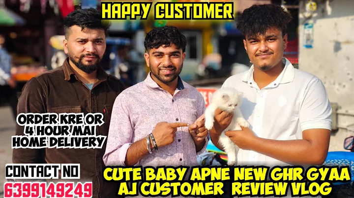 Video 11325851: persian cat kitten, persian kitten cute baby, cat blue eyes