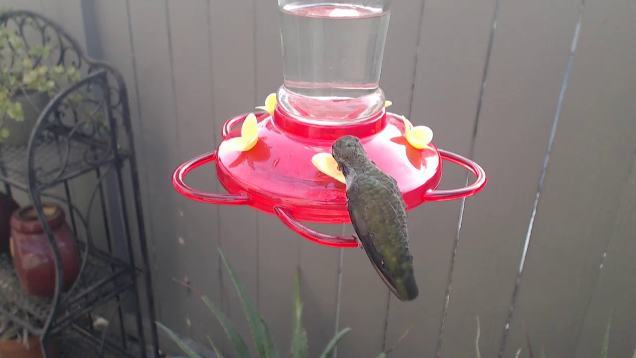video phone beyonce mp3 Bella Hummingbird Nest Cam 09-12-2018 07:09:48 - 08:09:48