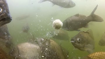 Cách Cá Diếc Ăn Mồi và Kỹ Thuật Câu Diếc Hiệu quả.