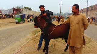 Wednesday Latest Update Lahore Mandi Shahpur Kanjra Top Quality Nagra Breeder