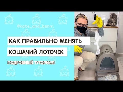 Как правильно менять кошачий лоточек. Подробный туториал