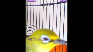 #shorts Pleci Gacor - Full Isian Kenari Cigun Sanger Blacktroath - Pancingan Pleci  - Masteran Pleci
