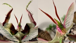 Amazing!! Japanese Capsule Toy(gashapon) devil's flower mantis