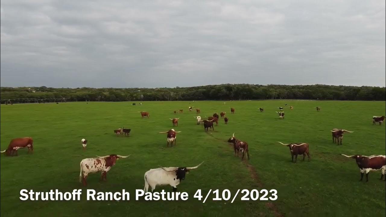 Struthoff Ranch Longhorn GrassFed, Pasture Raised USDA Inspected Beef