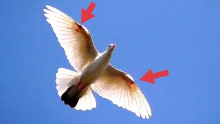 Голубь при игре разбивает себе крылья. Dove breaks its wings