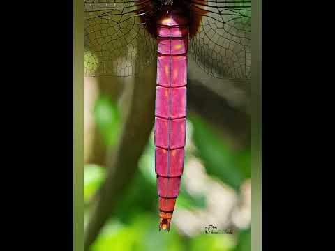 Pink Skkimer - Dragonfly Photography