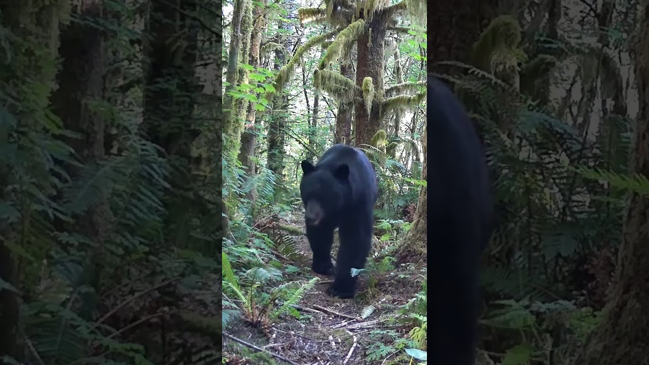 Triangle Head the Bear "Strutting"   