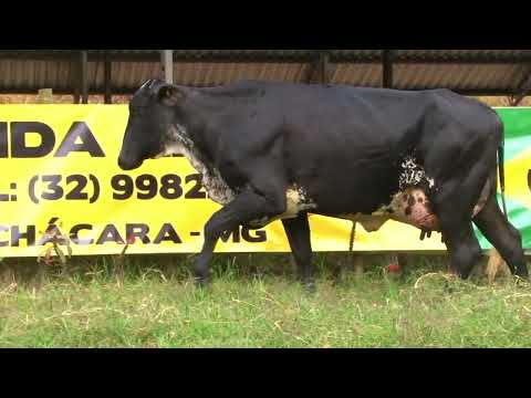 LOTE 67   FAMÍLIAS   4544BG