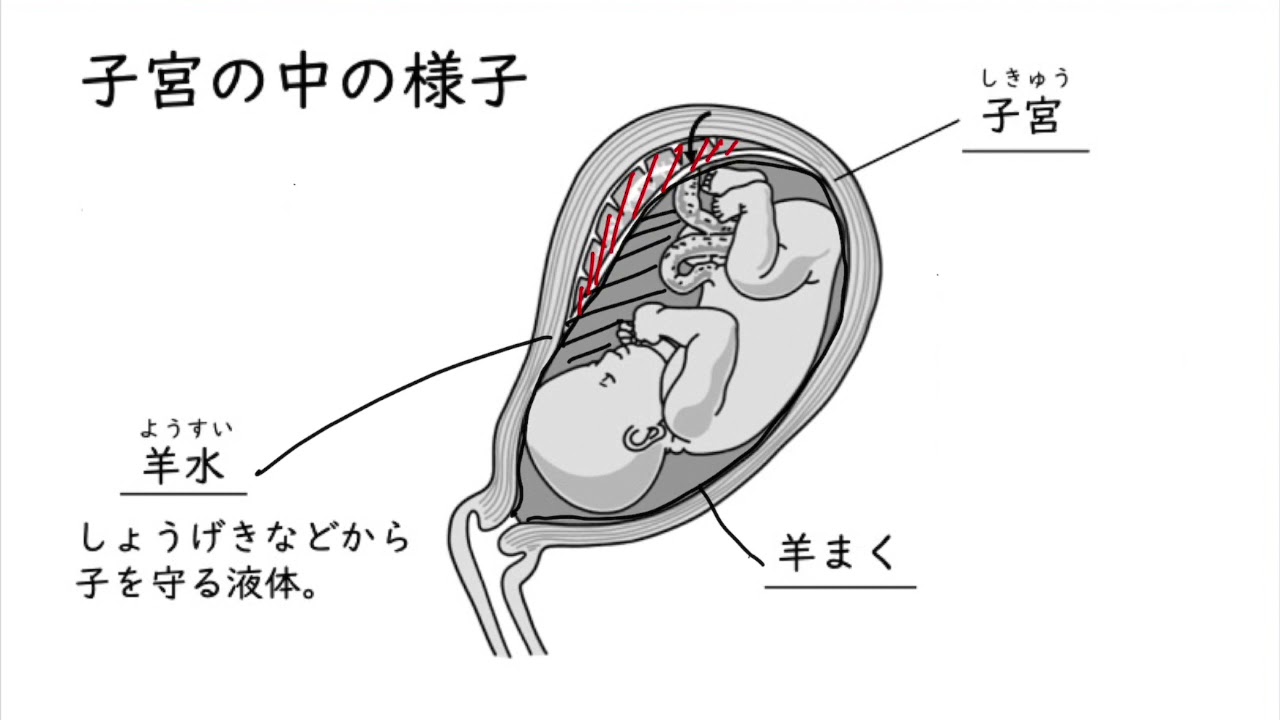 子宮の中のようす Youtube