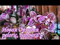 Новая Орхидея "Бабочка" | Phal. Formosa Cranberry 'Wilson' butterfly, peloric