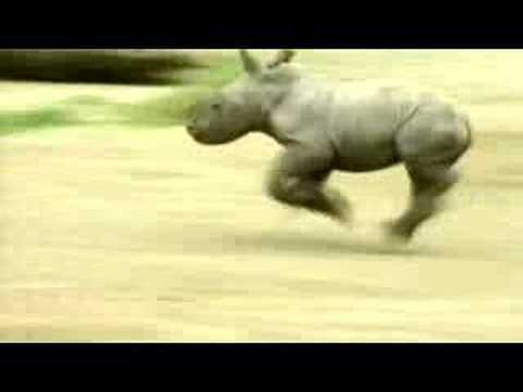 rhino run