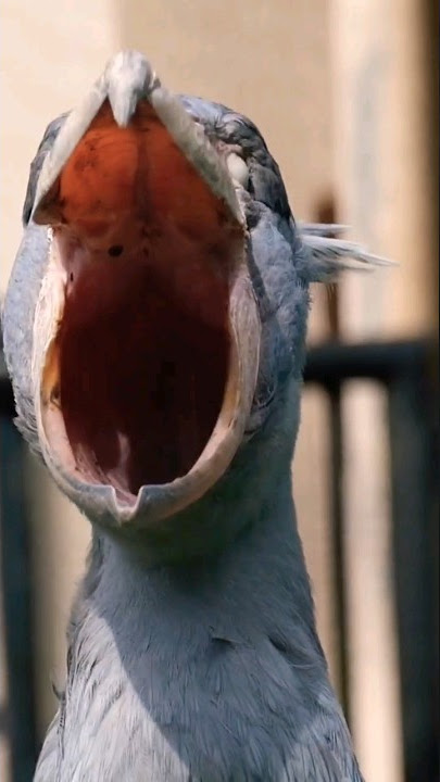 Download lagu SHOEBILL STORK SOUND | BIRD SOUNDS.... #birds #birdworld #wildanimals #viral #nature #shorts #short