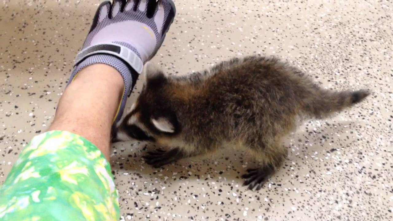 Raccoons everywhere and one with undetermined blindness or short bus