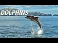 Capture de la vidéo Swimming With Dolphins 4K - 30 Minute Underwater Relaxation Film