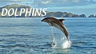 Swimming With Dolphins 4K - 30 Minute Underwater Relaxation Film