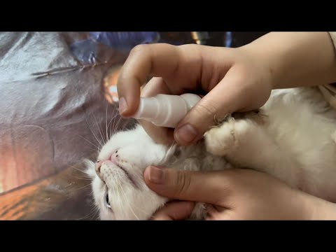 حشرات وبراغيت القطط اسهل طريقه لتخلص من حشرات القطط في المنزل من عمر اسبوع بأمان