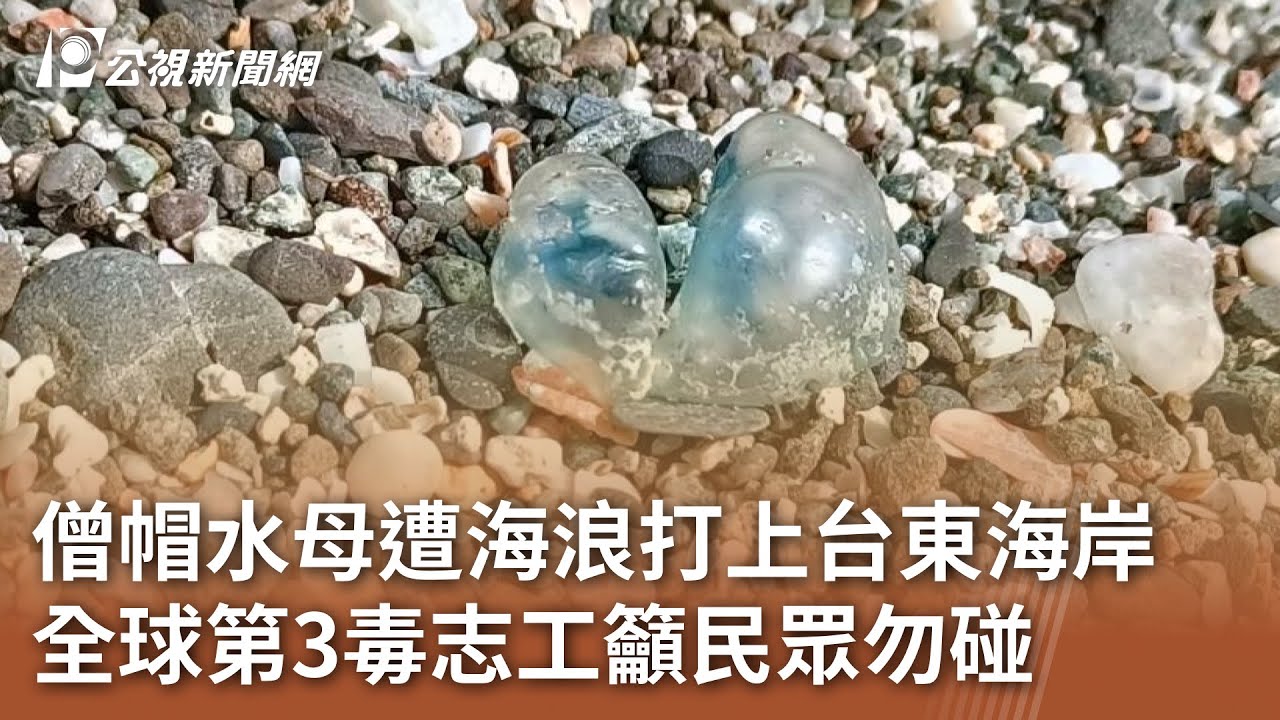 金灣海邊現劇毒僧帽水母 勿觸碰