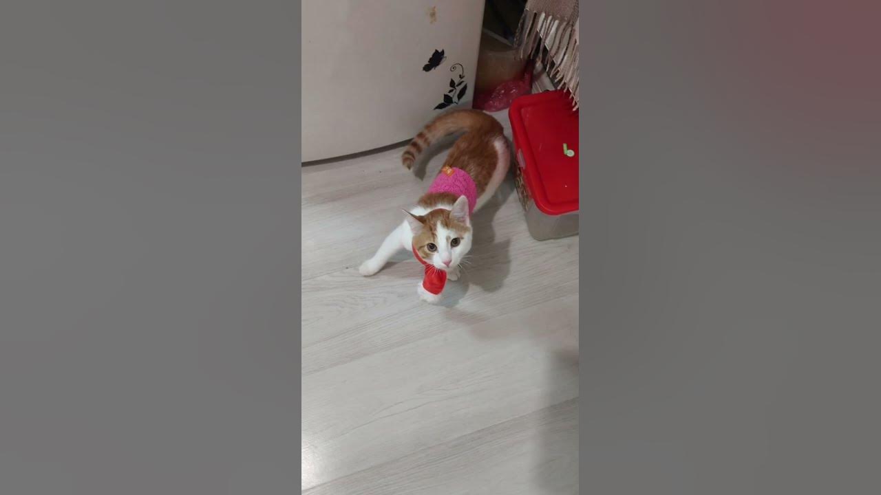коттк - YouTube