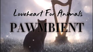 Pawmbient - Marmalade (Loveheart For Animals)