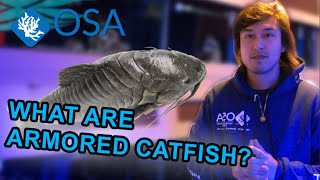 What are Armored-Catfish? (Callichthyidae) | What is a Fish with Taras