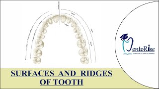 Surfaces and Ridges of teeth | Tooth Surfaces and Ridges | Introduction to surfaces | Dental Anatomy