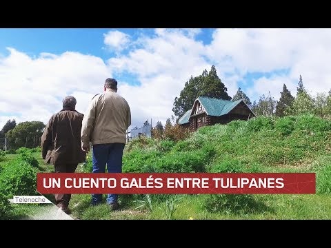 Un cuento gales entre tulipanes