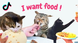 Cat Stealing food ..The cats are hungry and just want to have a tiny bite l Funny Cats l Ohhooman by Oh Hooman 209 views 1 year ago 3 minutes, 23 seconds