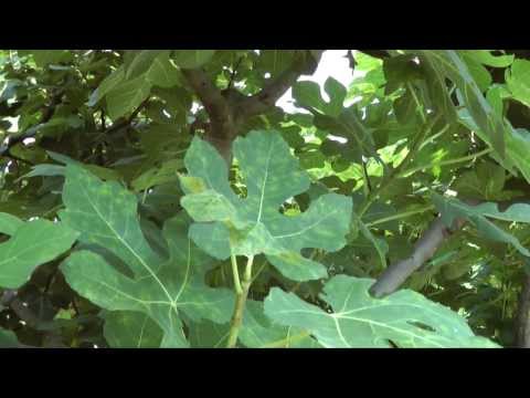Video: Apa yang Menyebabkan Penyakit Anthracnose Fig - Mengenali Gejala Anthracnose Fig