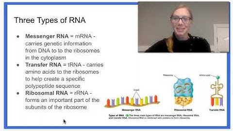 6.3 Transcription and RNA Processing-Part 1
