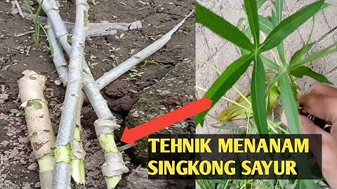 Cara Menanam Singkong Sayur || Stek Batang Singkong Sayur Anti Gagal