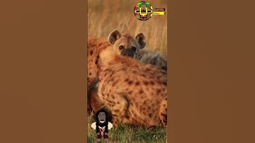 Hyena Locked in#shorts #nature #hyena