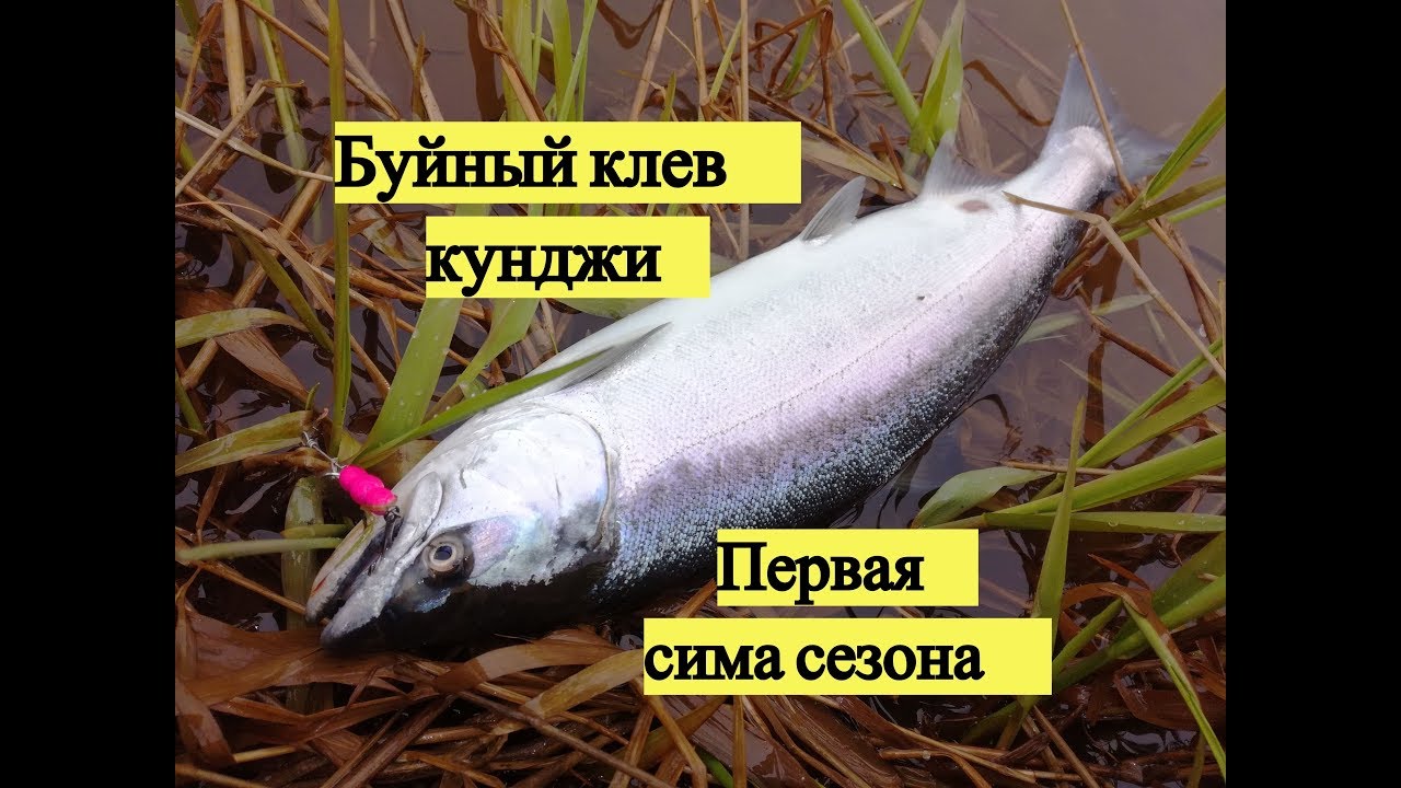 Клев на оке сегодня