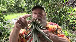 Growing a Potted Pineapple