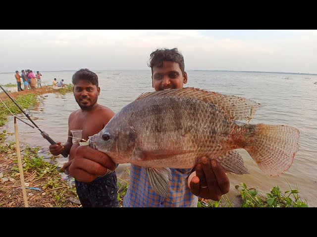 Oh My God!🤩 Real MONSTER Tilapia Fish🐟 Catching in Lake