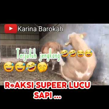 REAKSI LUCU SAPI KAWIN