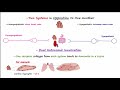 Autonomic Nervous System - Physiology