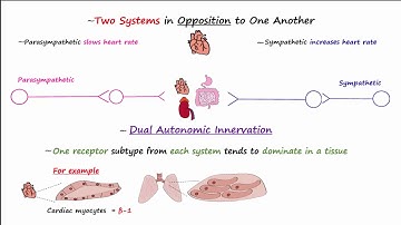Autonomic Nervous System