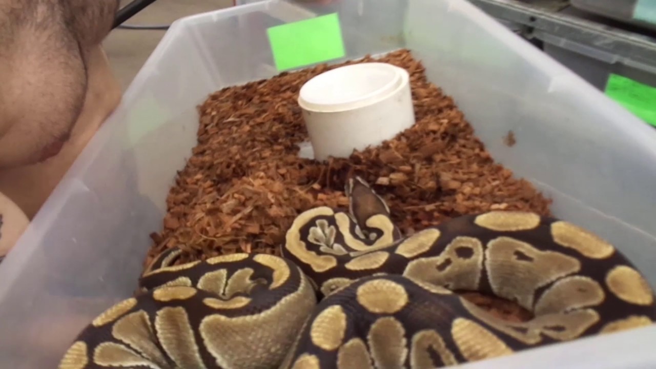 video phone beyonce mp3 Mike from Royal Constrictors gives us tips on how to check for follicles when breeding ball pythons.