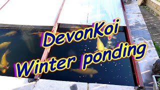 **KOI POND COVERS** HOW TO COVER A KOI POND**KEEP THE WIND OFF YOUR WATER** OVER WINTER KOI POND***