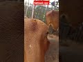 Love with Animal || sahiwal cow video||#cow #sahiwal #sahiwalcow #farming #animals #shorts#doglover