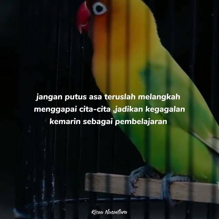 story wa lovebird konslet/qoutes motivasi