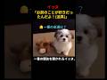 お笑いを分かりすぎてる犬 #shortstory