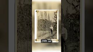 In 1903, the USDA launched a hemp research program at Arlington Farm, Virginia #facts #hempfacts