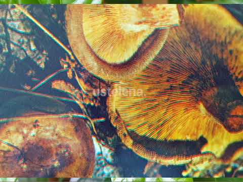 Гриб. Свинушка тонкая или свиное ухо. mushroom.